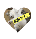 がんも。（個別スタンプ：15）
