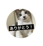 がんも。（個別スタンプ：16）