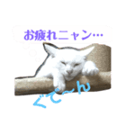 こまとしろ（個別スタンプ：7）