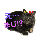 こまとしろ（個別スタンプ：8）