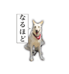 白いワンコの挨拶（個別スタンプ：2）