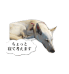 白いワンコの挨拶（個別スタンプ：3）