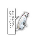 白いワンコの挨拶（個別スタンプ：4）