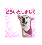 白いワンコの挨拶（個別スタンプ：6）