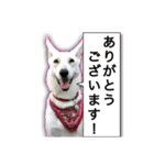 白いワンコの挨拶（個別スタンプ：7）