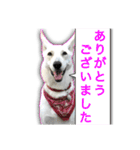 白いワンコの挨拶（個別スタンプ：8）