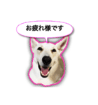 白いワンコの挨拶（個別スタンプ：10）