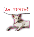 白いワンコの挨拶（個別スタンプ：11）