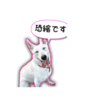 白いワンコの挨拶（個別スタンプ：12）