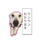 白いワンコの挨拶（個別スタンプ：13）