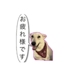 白いワンコの挨拶（個別スタンプ：14）