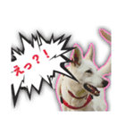 白いワンコの挨拶（個別スタンプ：15）