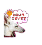 白いワンコの挨拶（個別スタンプ：18）