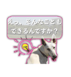白いワンコの挨拶（個別スタンプ：21）