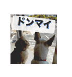 白いワンコの挨拶（個別スタンプ：24）