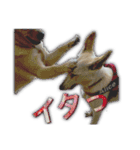白いワンコの挨拶（個別スタンプ：25）