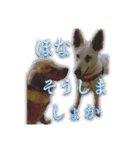 白いワンコの挨拶（個別スタンプ：27）