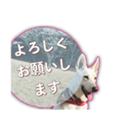 白いワンコの挨拶（個別スタンプ：32）