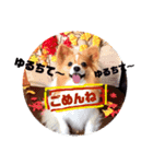 秋限定☆可愛い愛犬♡パピヨン（個別スタンプ：8）