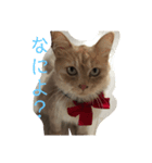 セーラー猫ぱく（個別スタンプ：1）