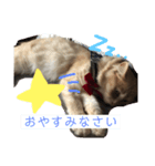 セーラー猫ぱく（個別スタンプ：2）