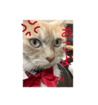 セーラー猫ぱく（個別スタンプ：3）