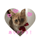 セーラー猫ぱく（個別スタンプ：6）