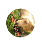 老犬きなこ♀（個別スタンプ：1）