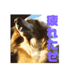 老犬きなこ♀（個別スタンプ：3）