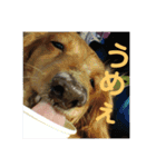 老犬きなこ♀（個別スタンプ：4）
