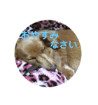 老犬きなこ♀（個別スタンプ：6）
