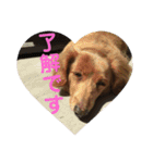 老犬きなこ♀（個別スタンプ：7）