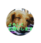 老犬きなこ♀（個別スタンプ：8）