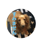 老犬きなこ♀（個別スタンプ：10）