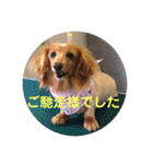 老犬きなこ♀（個別スタンプ：12）