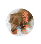 老犬きなこ♀（個別スタンプ：15）