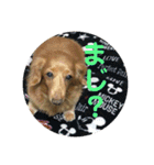 老犬きなこ♀（個別スタンプ：16）