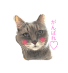 らこまこ（個別スタンプ：7）