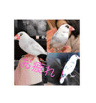 私のチャッピー（個別スタンプ：2）