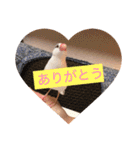 私のチャッピー（個別スタンプ：3）