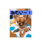 私のチャッピー（個別スタンプ：5）