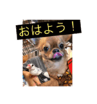 私のチャッピー（個別スタンプ：7）
