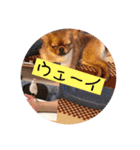 私のチャッピー（個別スタンプ：9）
