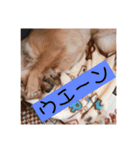 私のチャッピー（個別スタンプ：11）