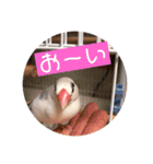 私のチャッピー（個別スタンプ：12）