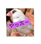 私のチャッピー（個別スタンプ：13）