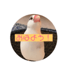 私のチャッピー（個別スタンプ：17）