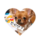 私のチャッピー（個別スタンプ：21）