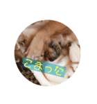 私のチャッピー（個別スタンプ：25）