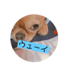 私のチャッピー（個別スタンプ：27）